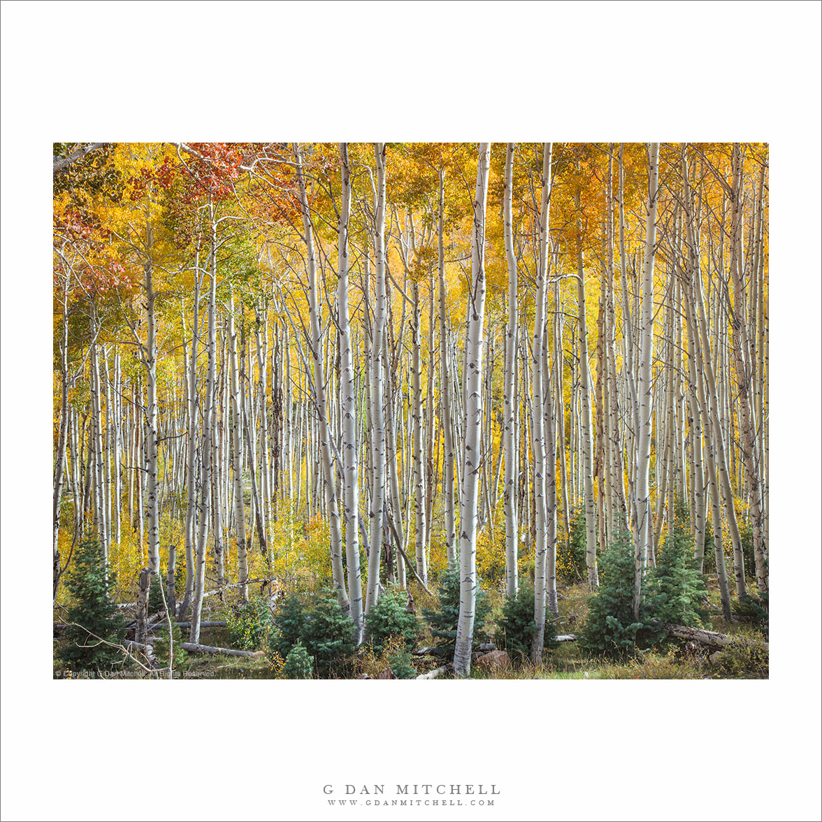 Autumn Aspen Trees, Utah