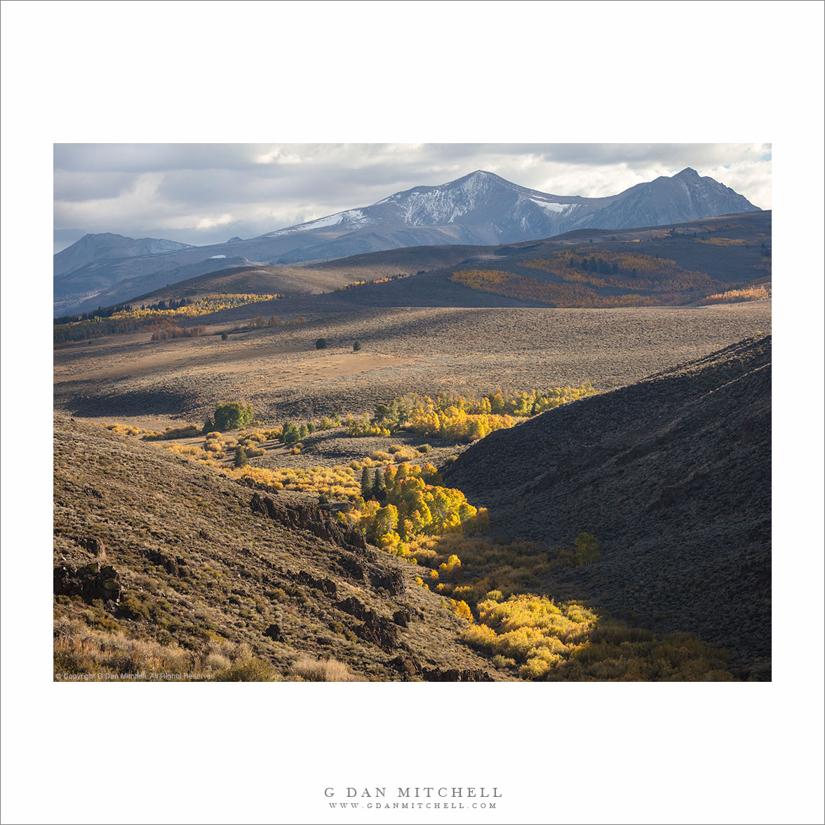 High Desert Aspen Trees