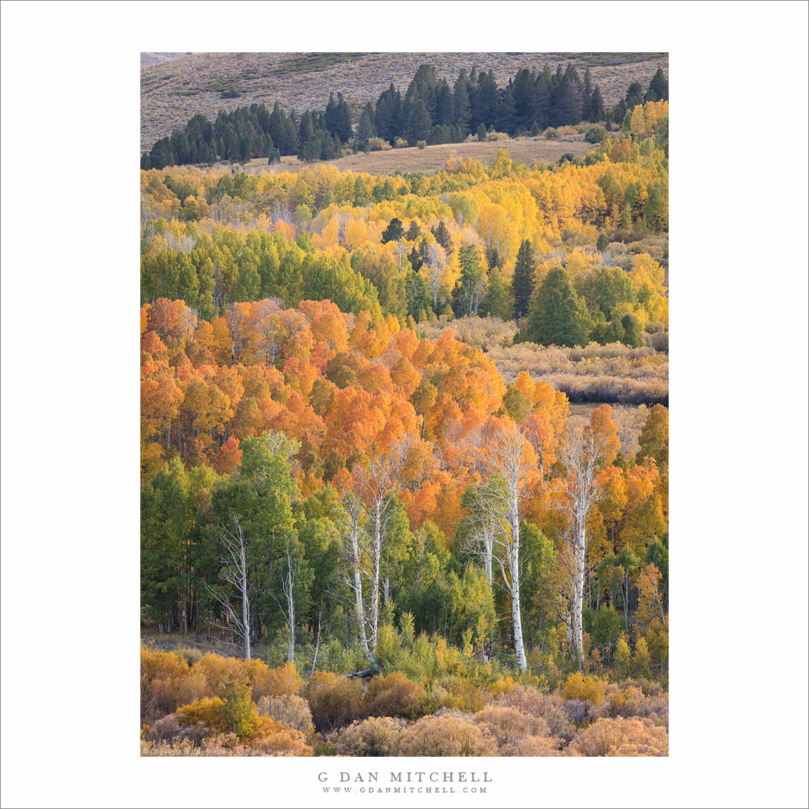 Layered Autumn Aspen Groves