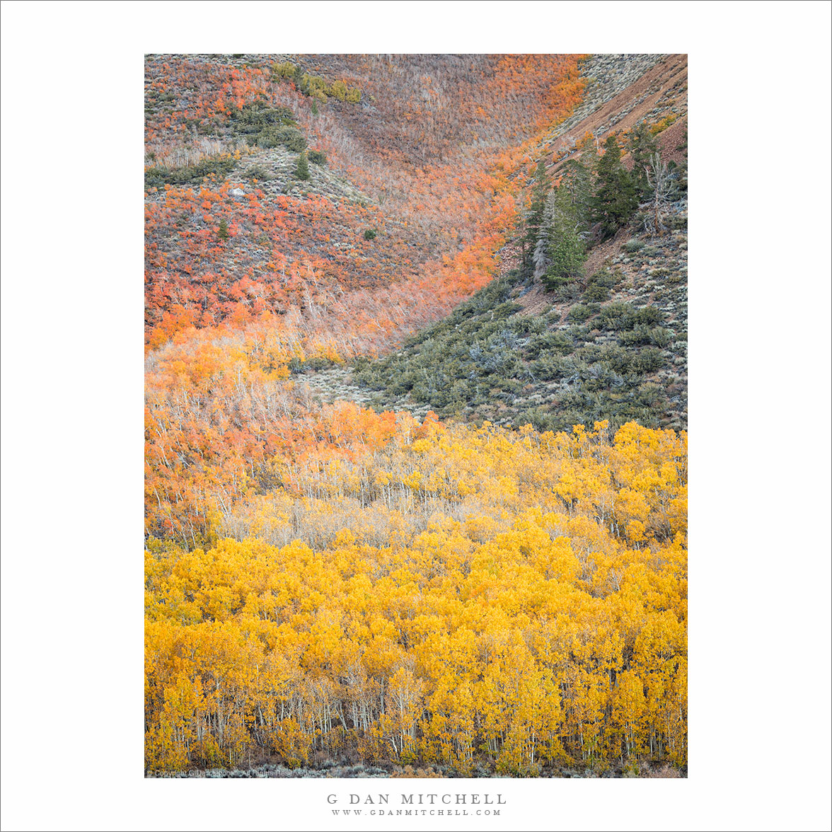 River of Aspen Color