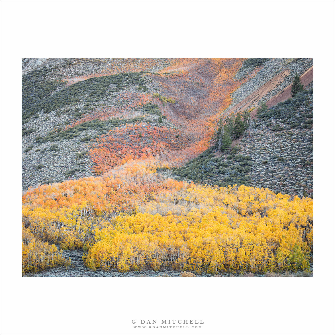 River of Aspen Color  #2