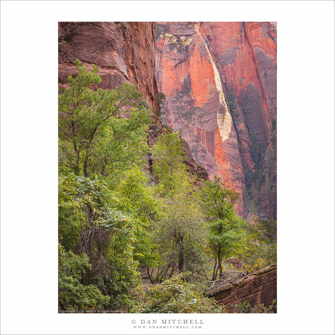 Trees and Sandstone Cliffs