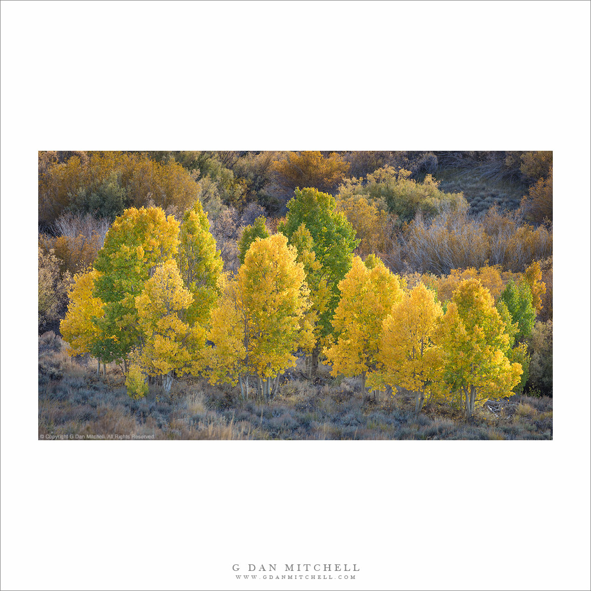 Yellow And Green Aspens