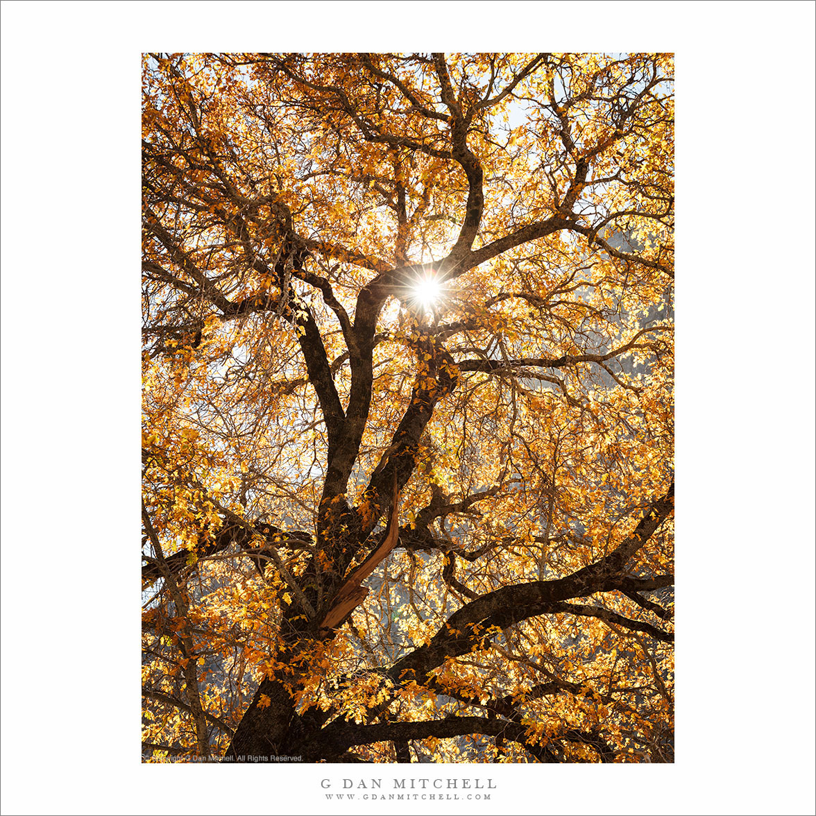 Backlit Autumn Oak Tree