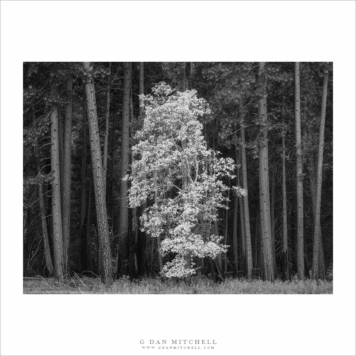 Oak Among The Conifers