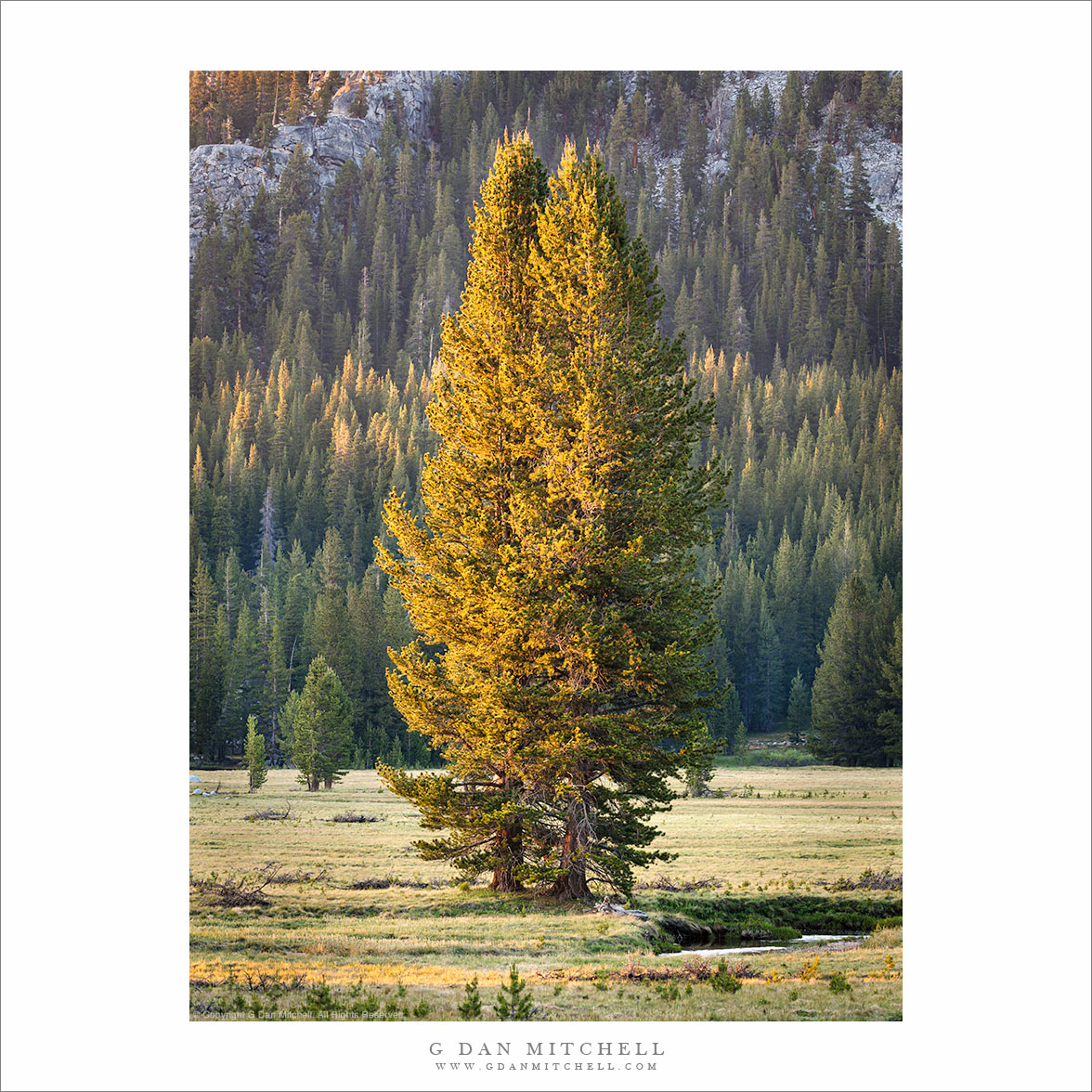 Meadow and Sunset Trees