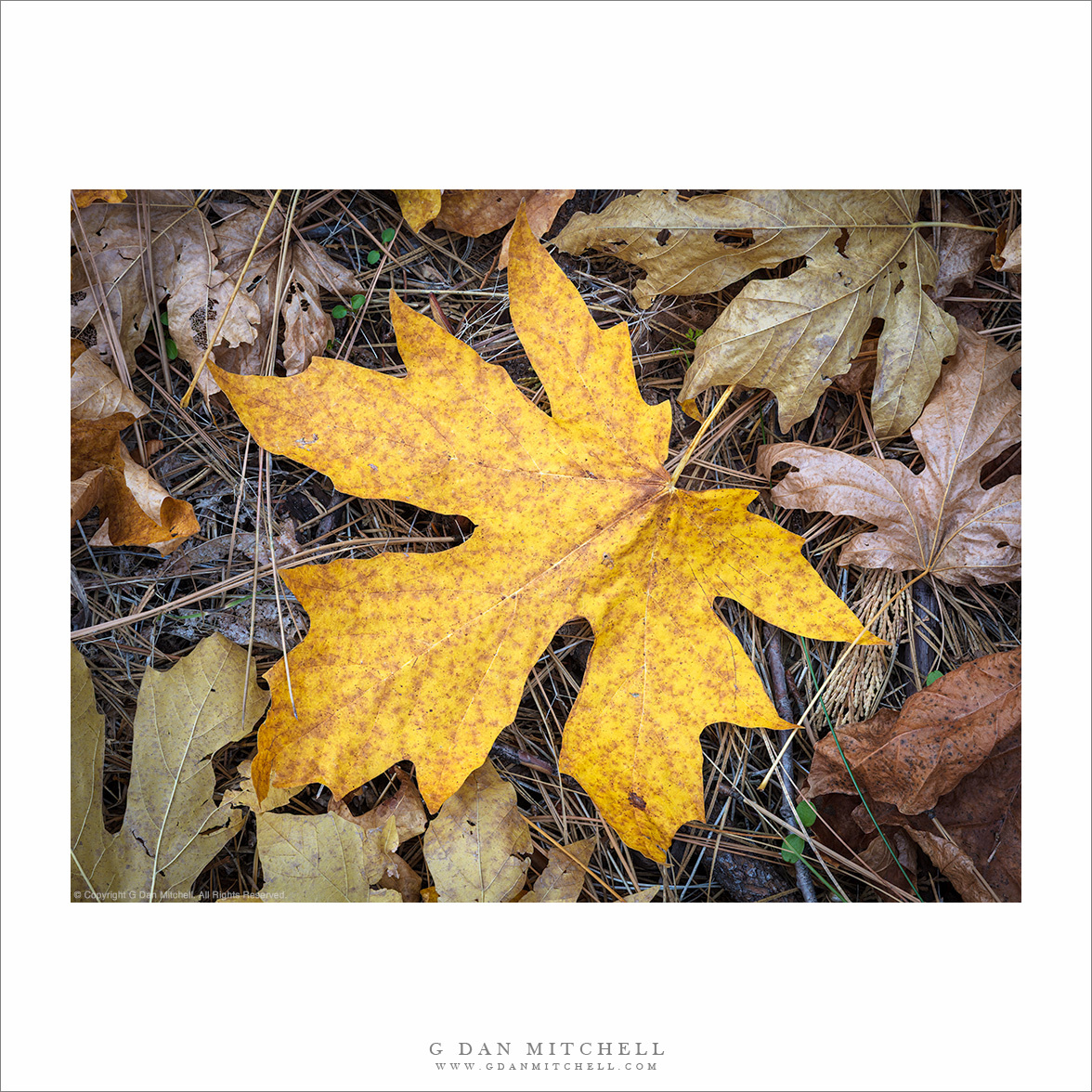 Big Leaf Maple, Autumn