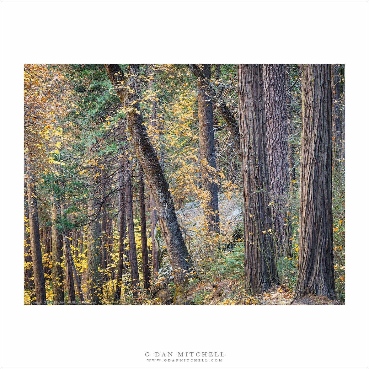 Auturm Forest, Yosemite Valley