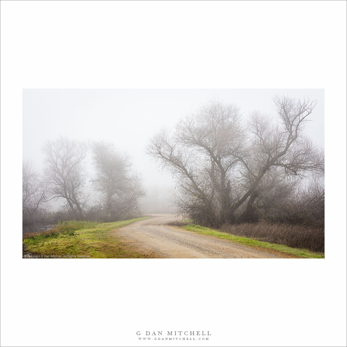 Levee Road, Tule Fog