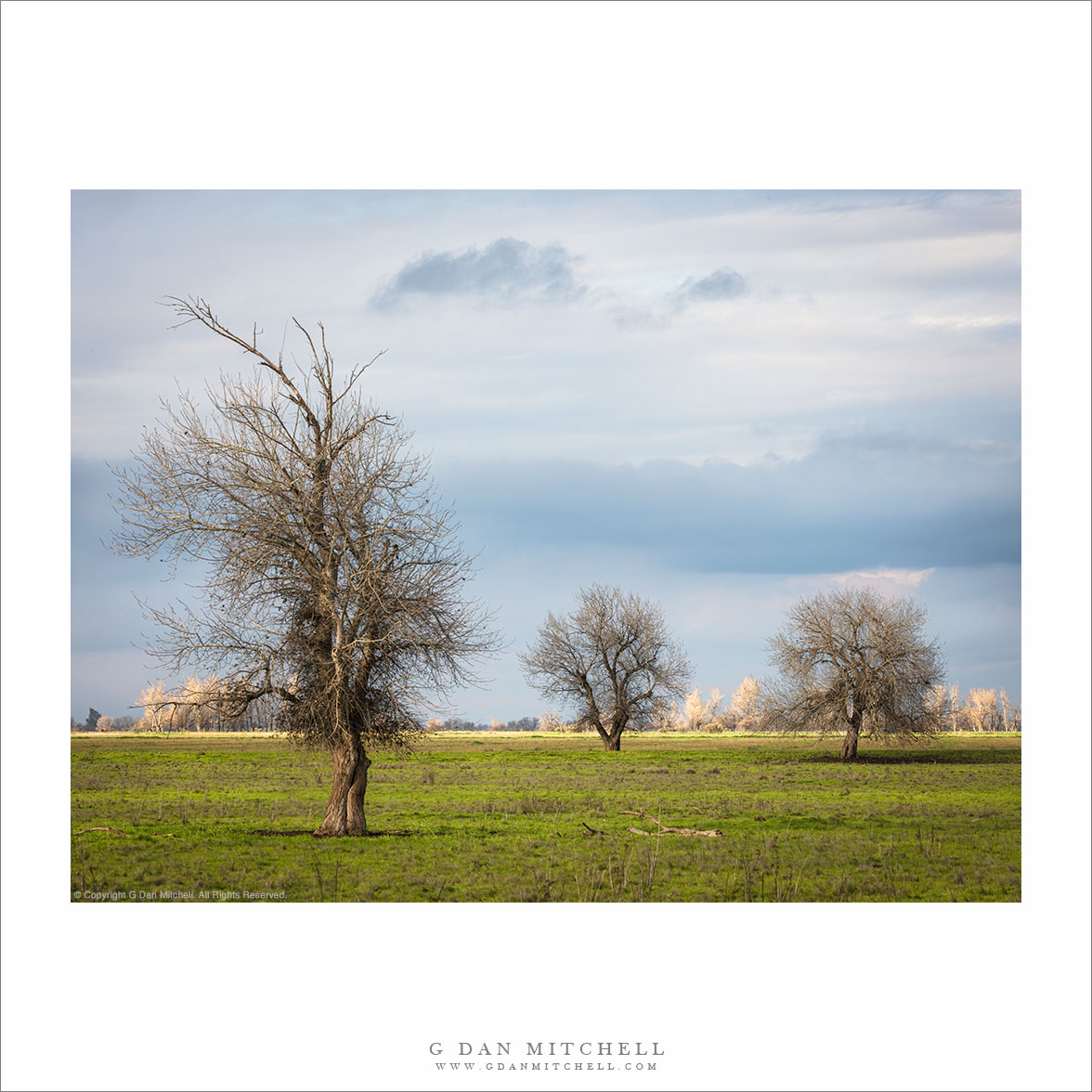 Three Trees and Pasture
