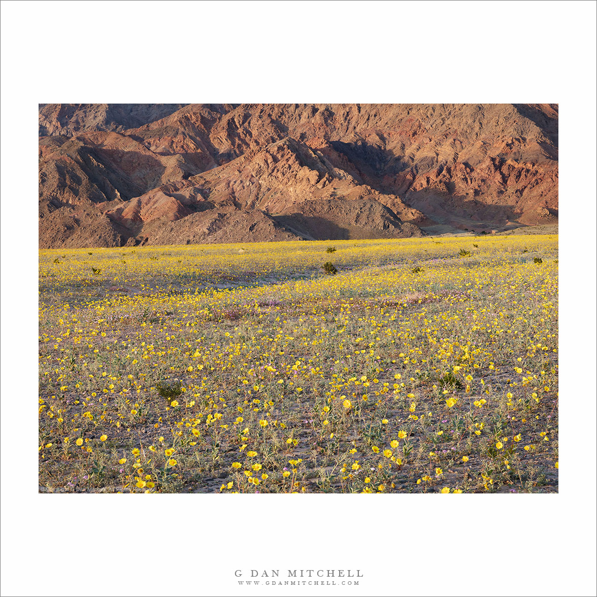 Death Valley Spring Wildflowers