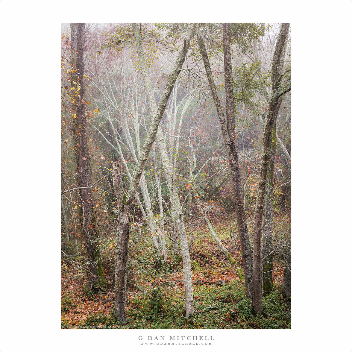 Morning Fog, Autumn Forest