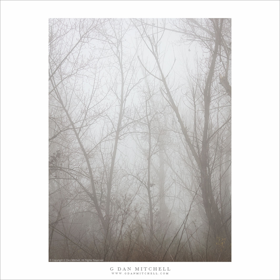 Winter Fog and Trees