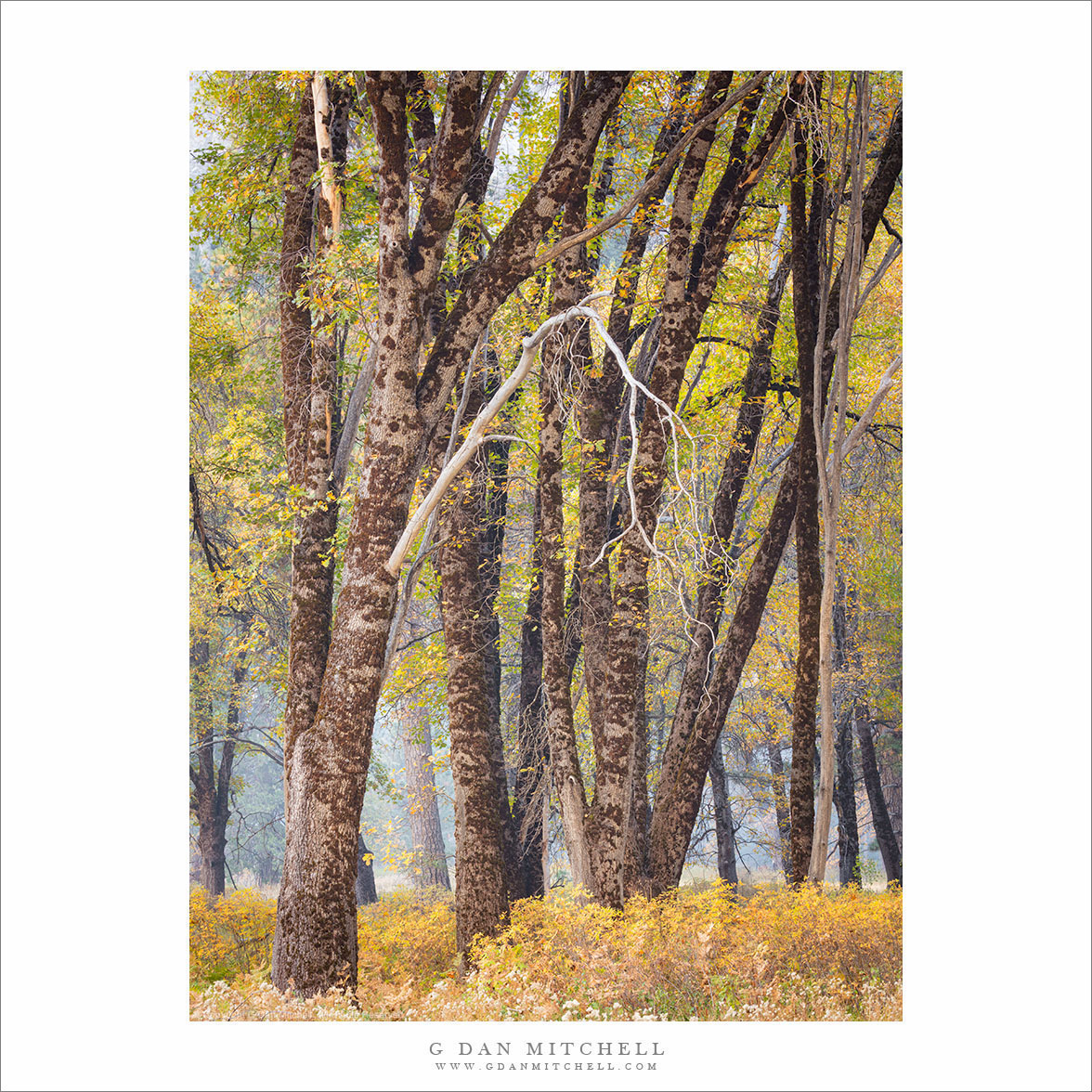 Autumn Black Oak Trees