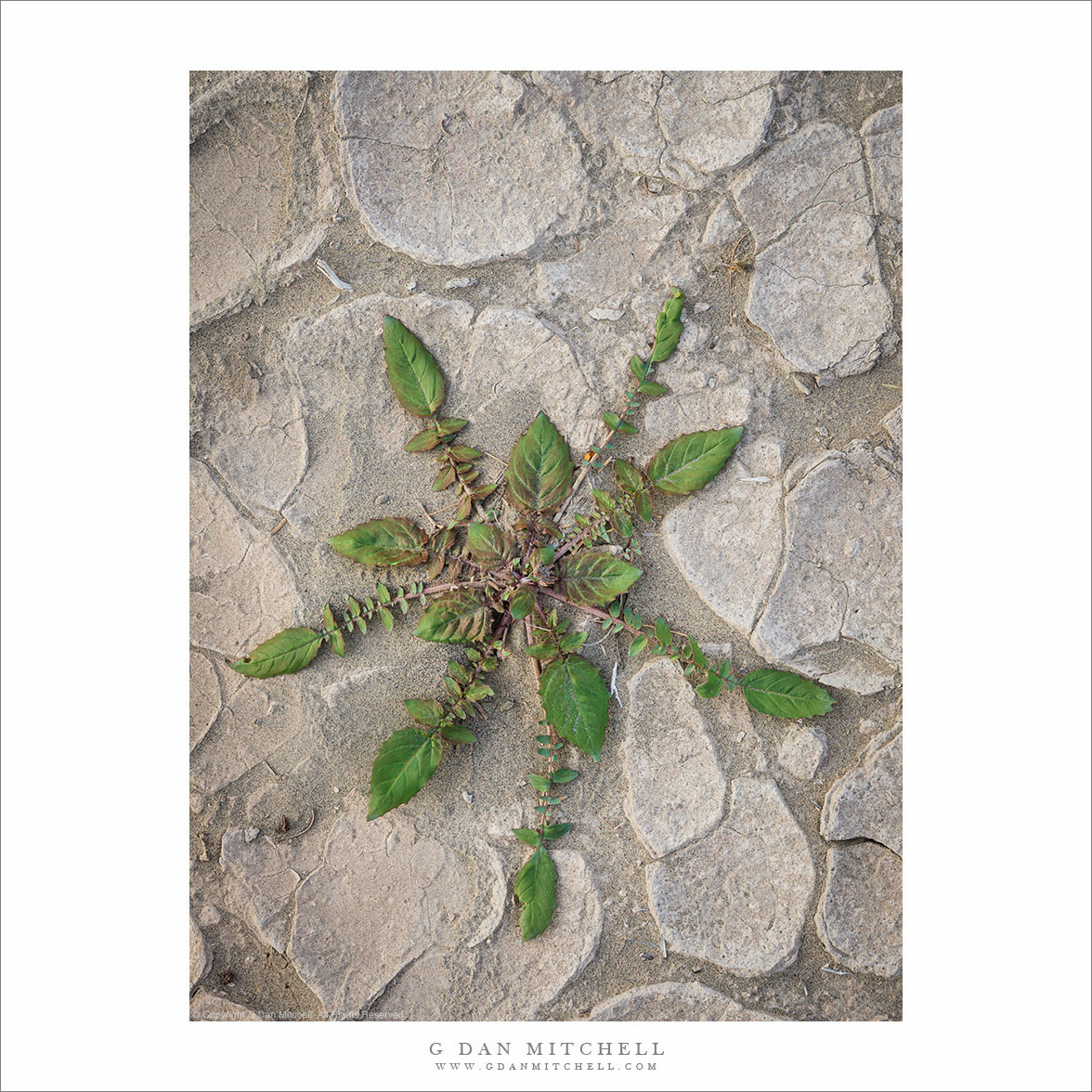 Brown-Eyed Evening Primrose Plant