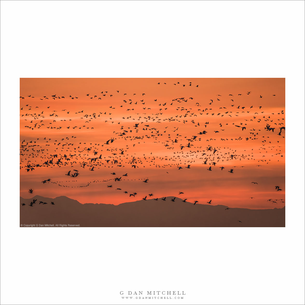 Dawn Geese, Sierra Silhouette