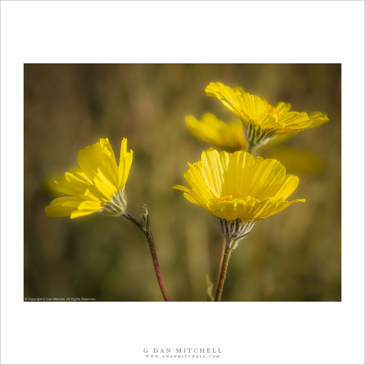 Desert Gold Flowers
