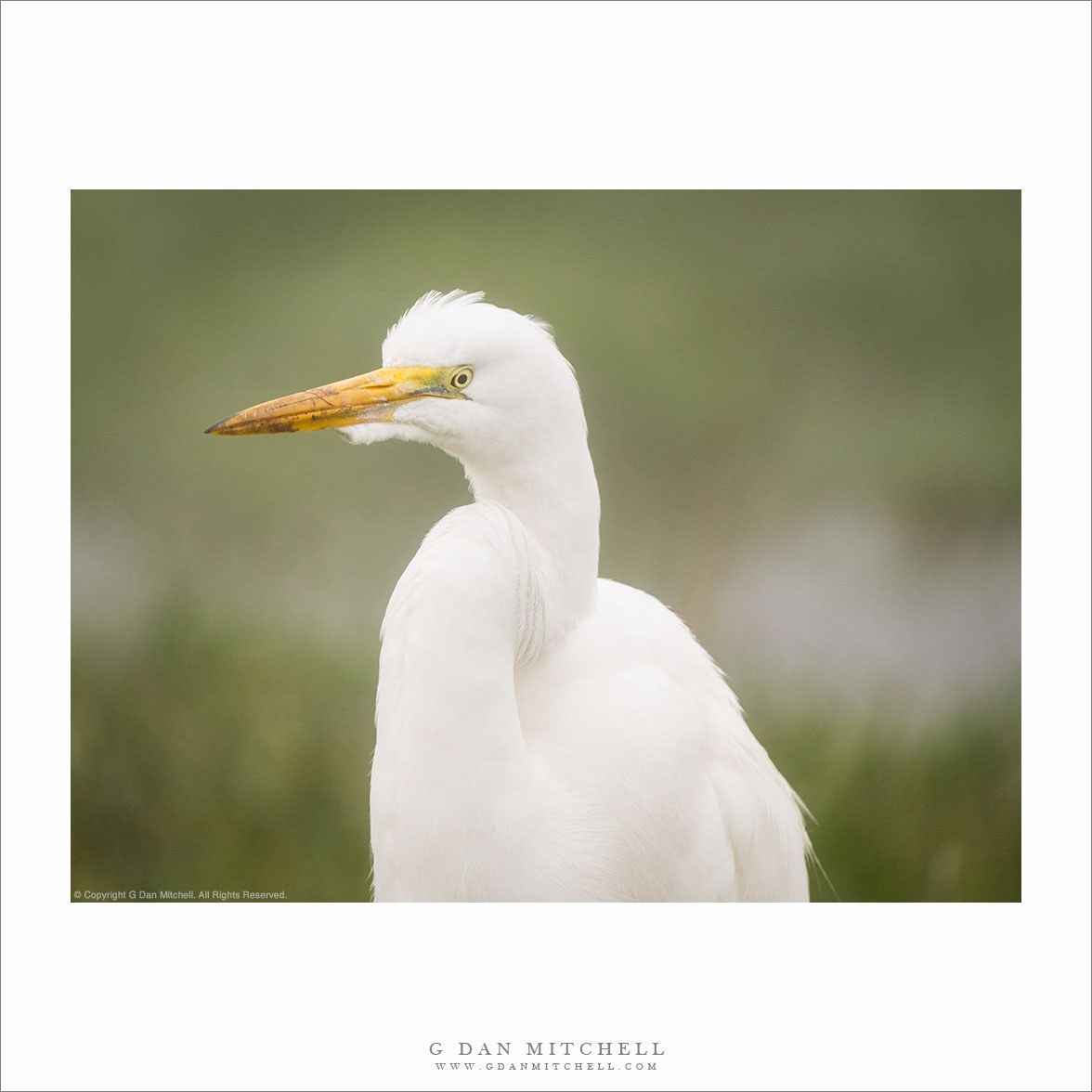 Great Egret Portrait (horizontal)