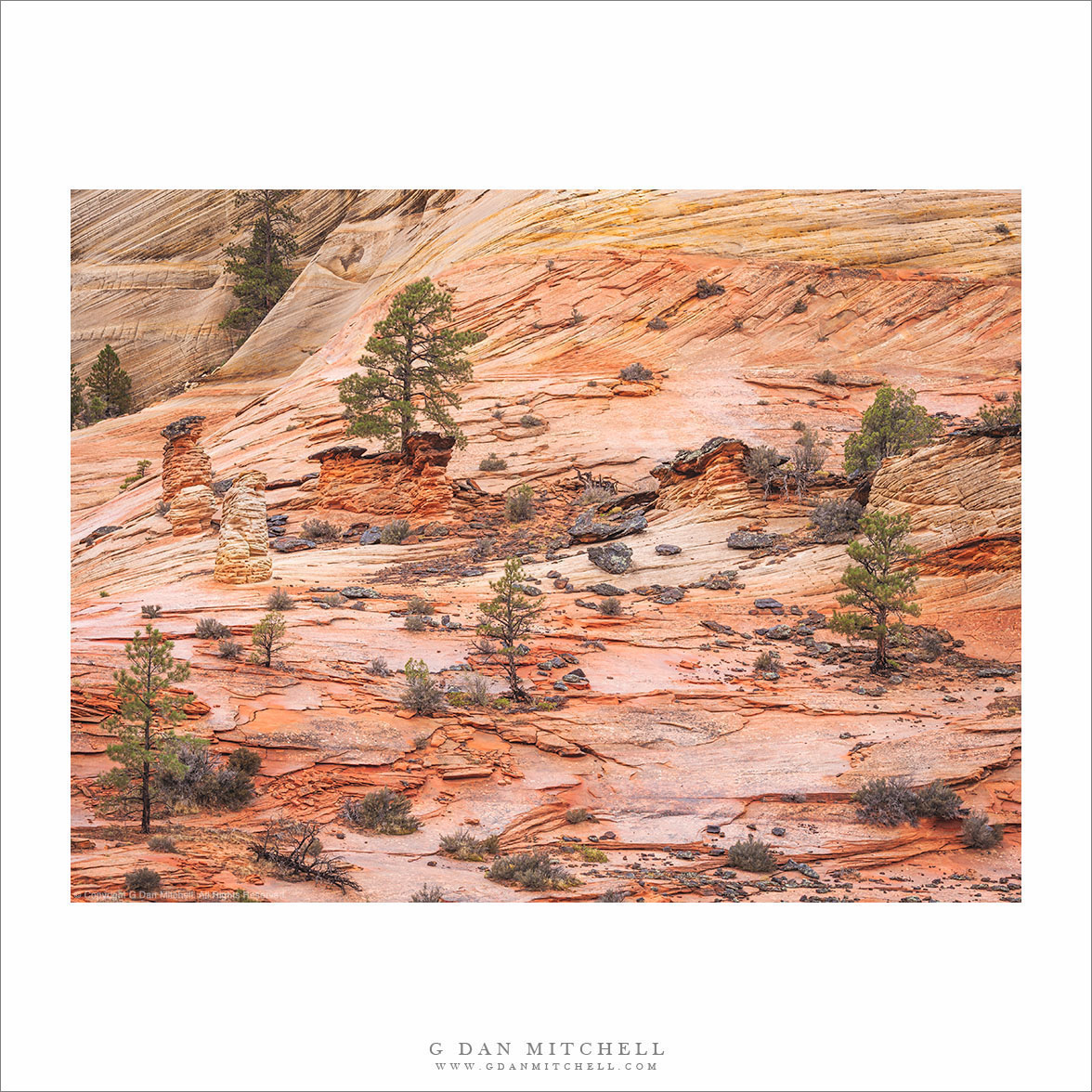 Sandstone and Trees
