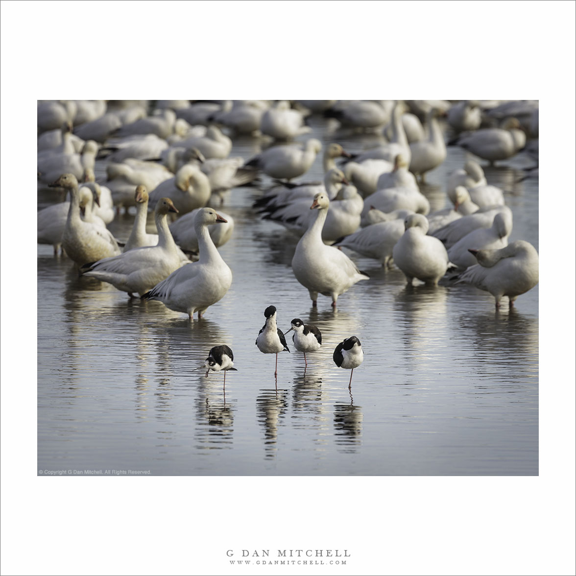 Stilts and Geese