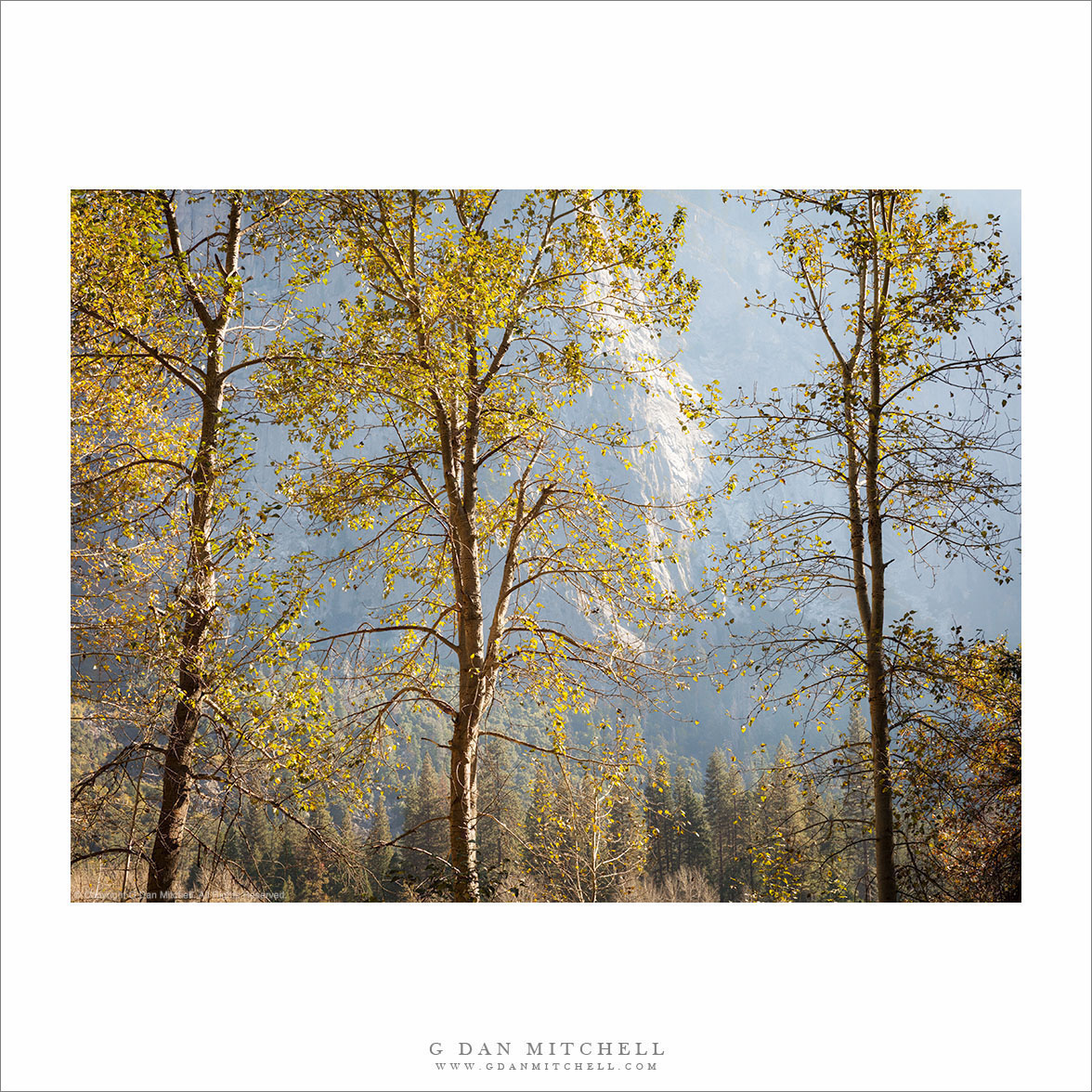 Three Trees And A Valley