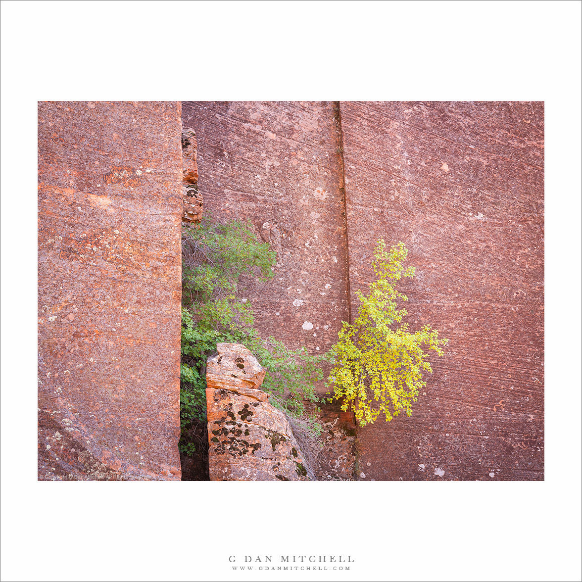 Trees on Sandstone Cliff