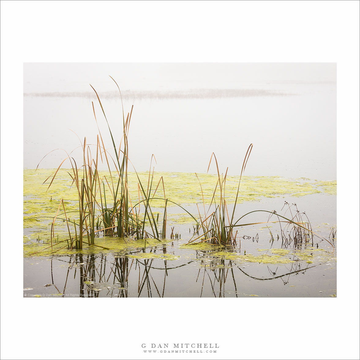 Wetland Plants, Fog