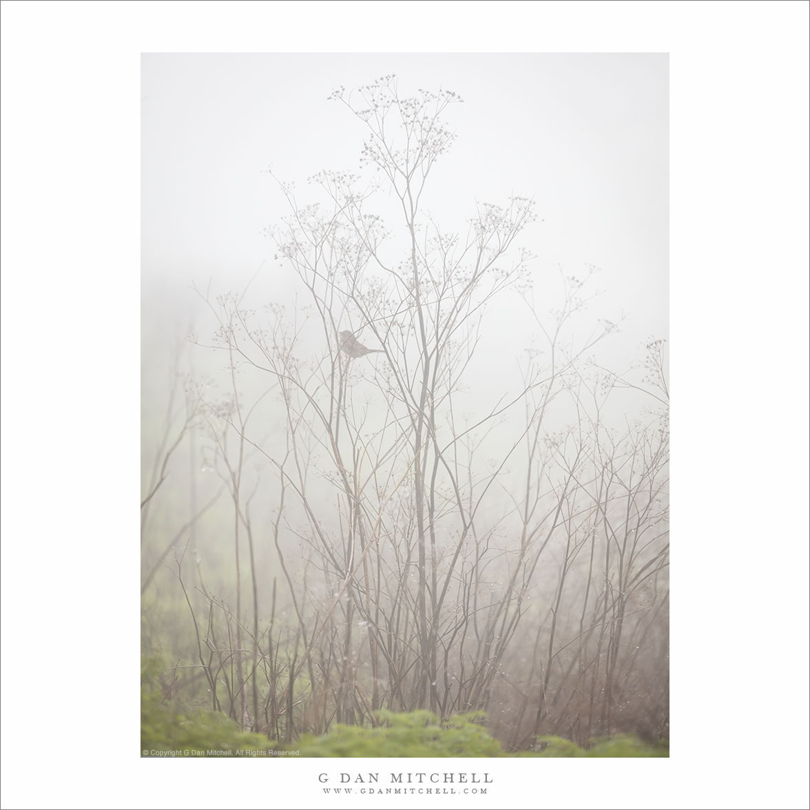 Winter Plants, fog, and Bird