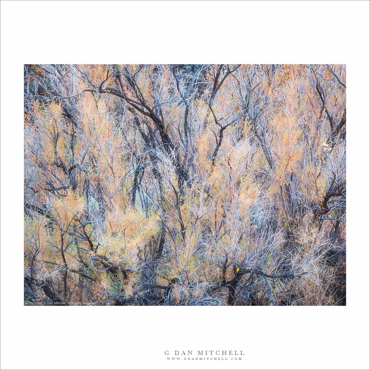 Autumn Brush