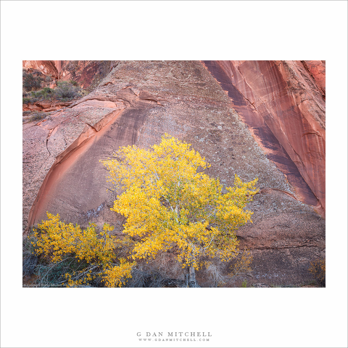 Autumn Tree, Sculpted Sandstone