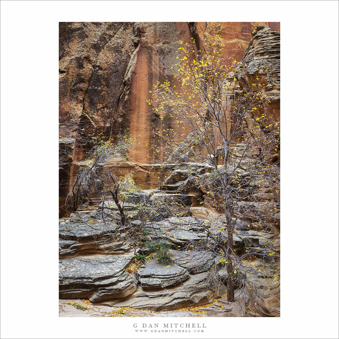 Canyon Trees, Layered Rocks, Autumn