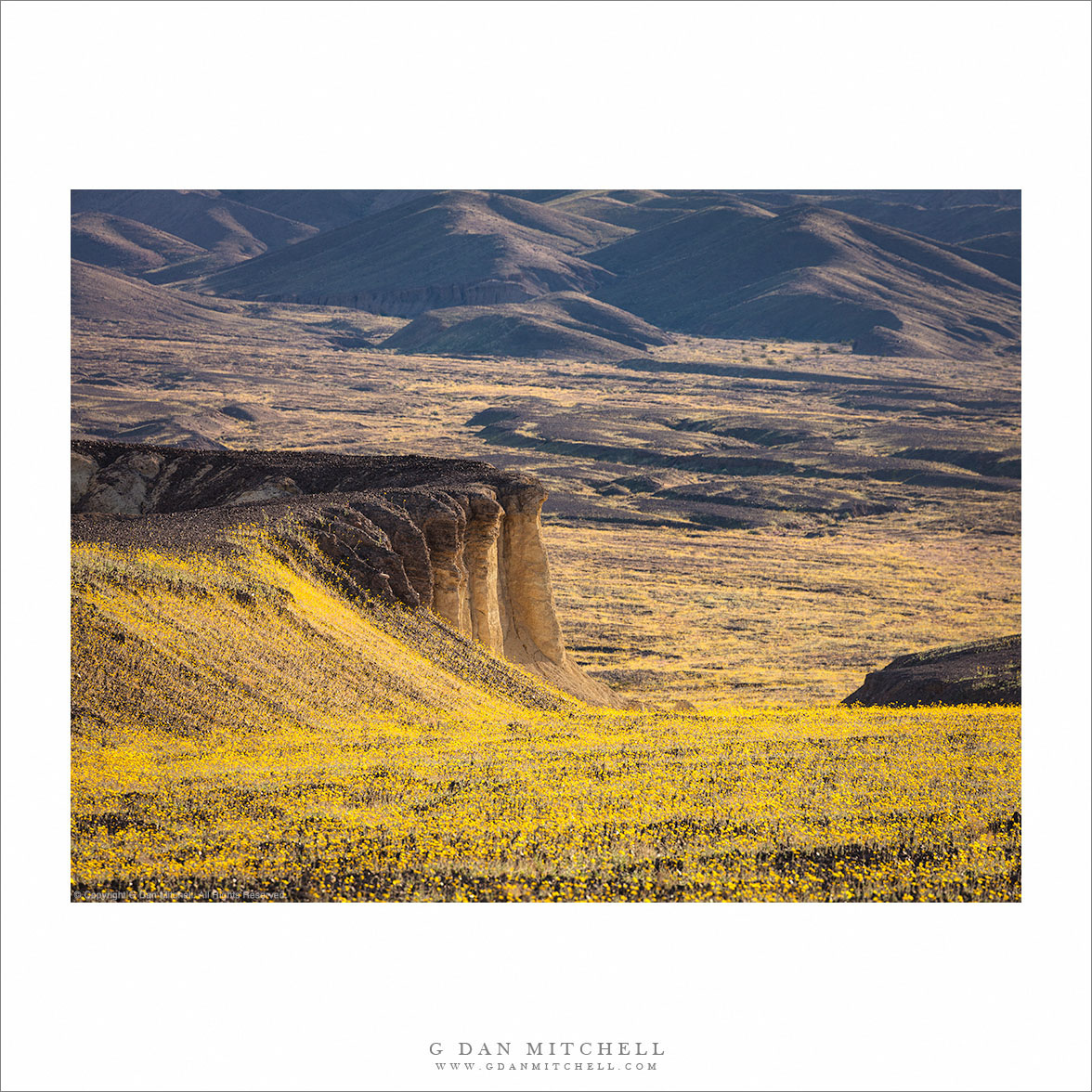 Desert Gold Bloom