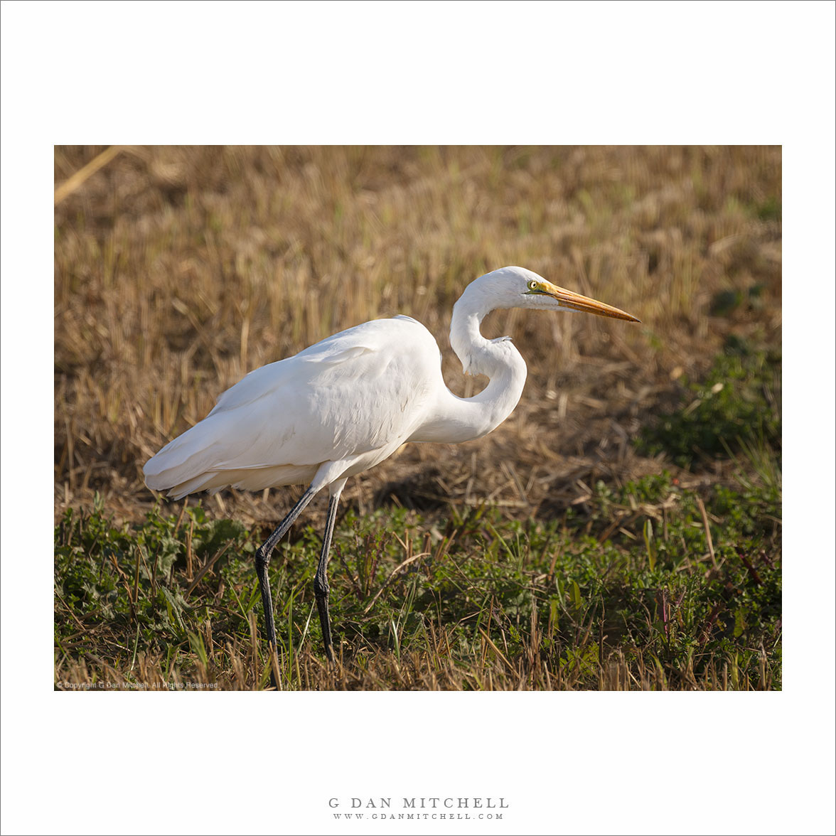 Egret On The Hunt