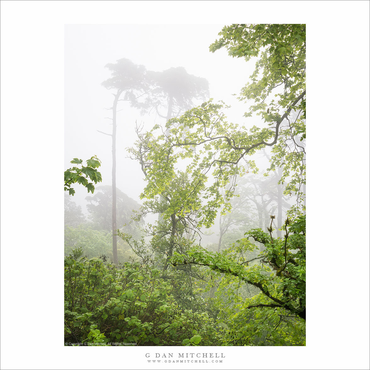 Fog and Forest, Pena Palace