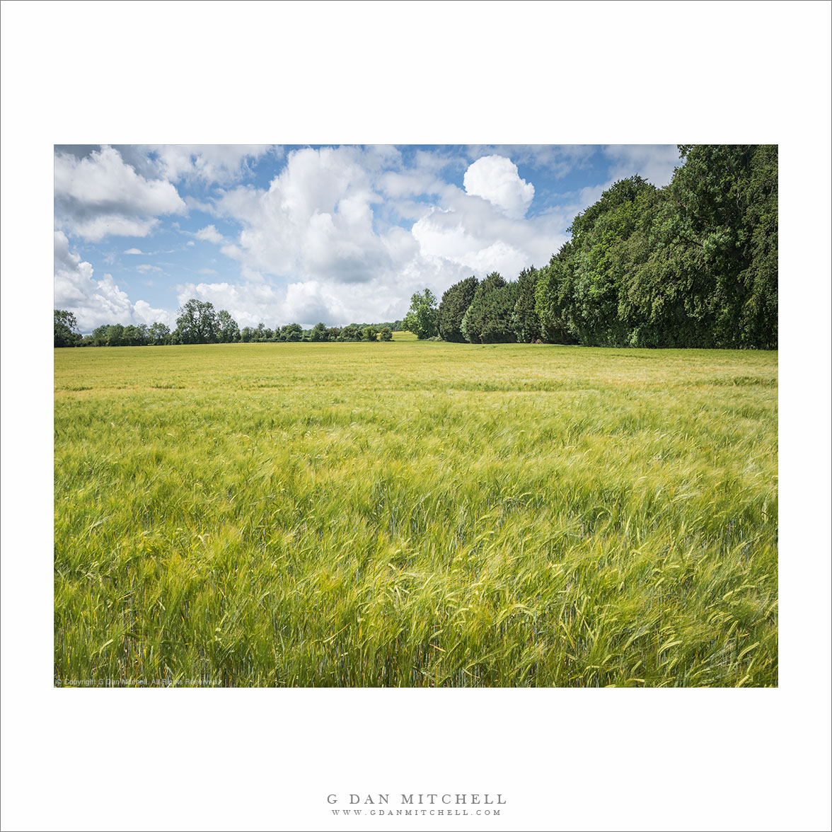 Wheat Field and Building Clouds