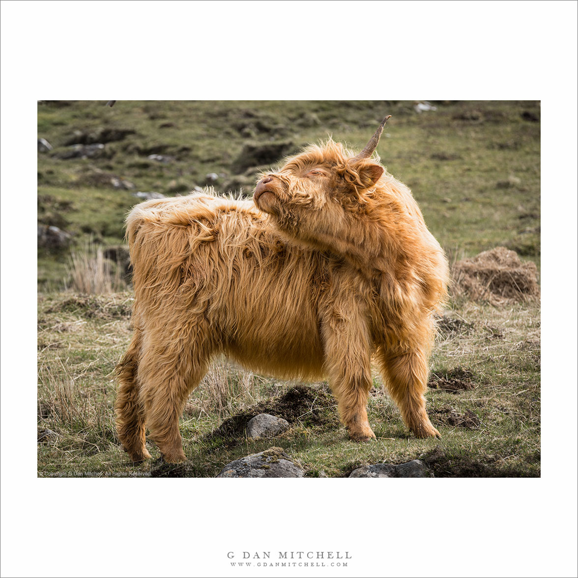 Back-Scratching Hairy Coo Calf