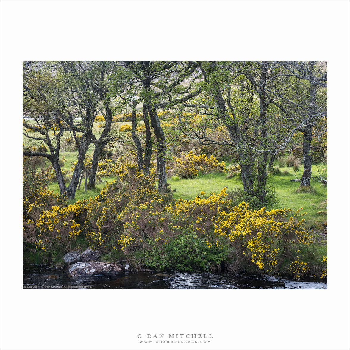 Trees, Stream Bank