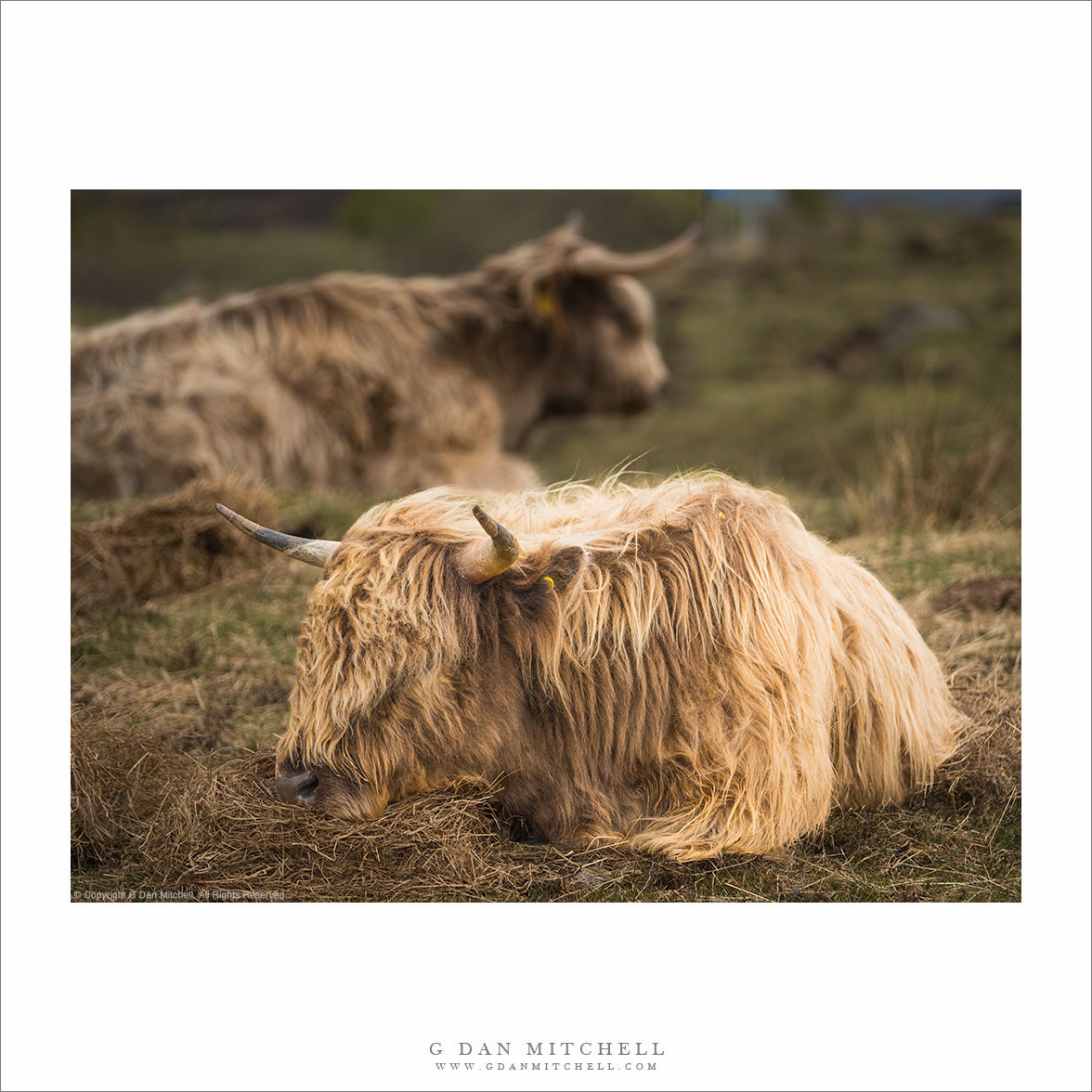 Hairy Coo Calf