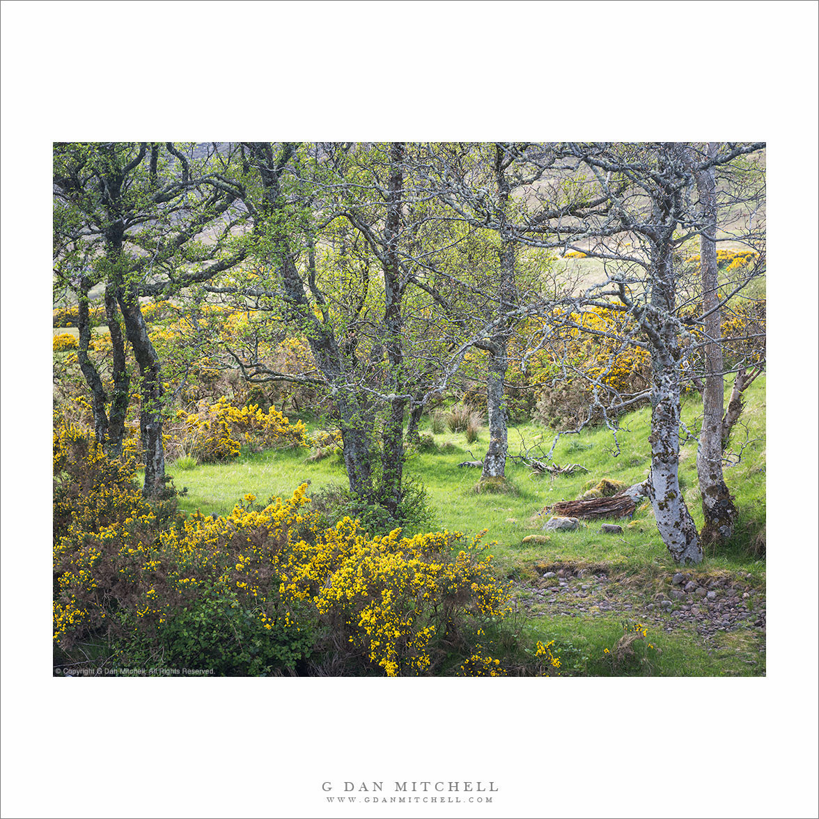 Spring Trees, Flowers,, and Meadow, Applecross