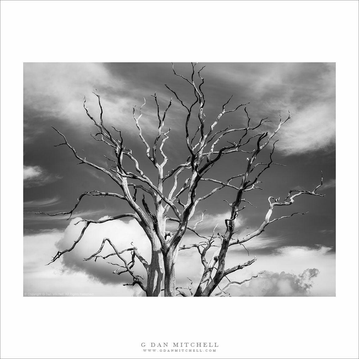 Snag and Sky