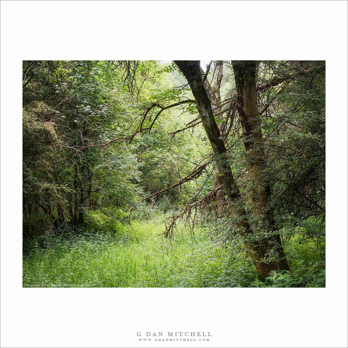 Cotswolds Forest Scene