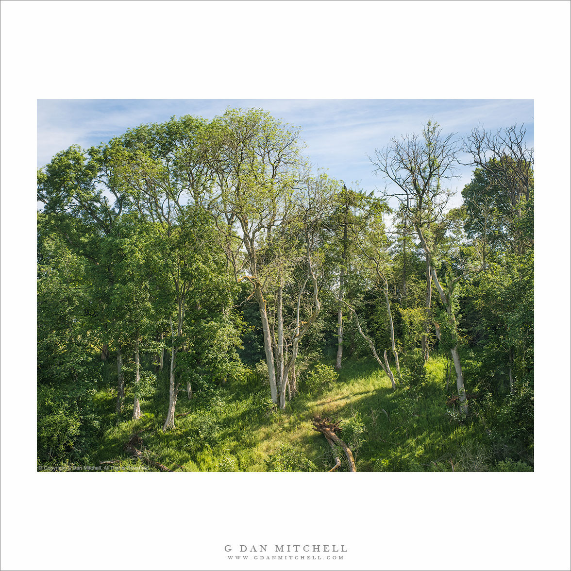 Cotswolds Forest Clearing