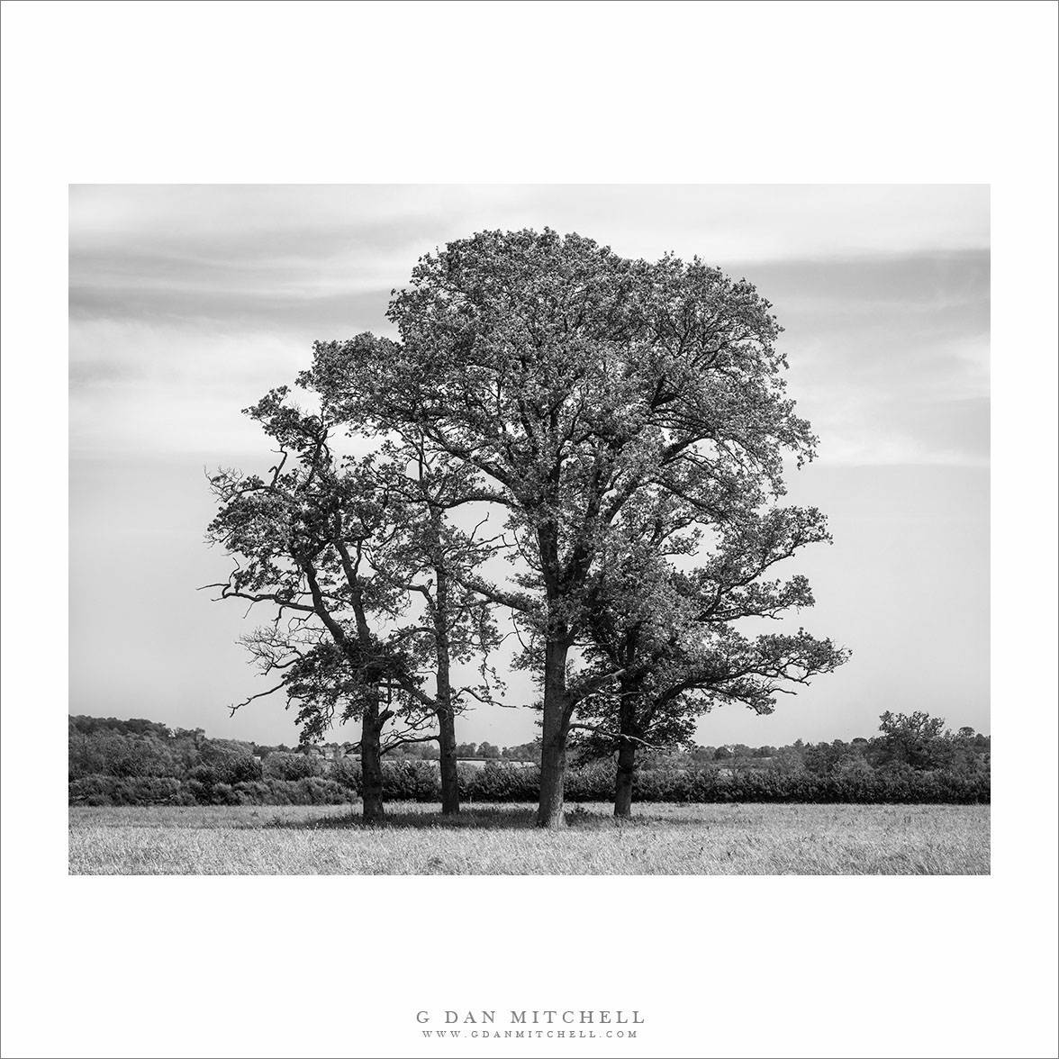 Four Cotswolds Trees