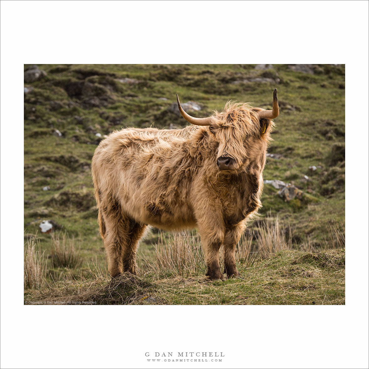 Highland Hairy Coo