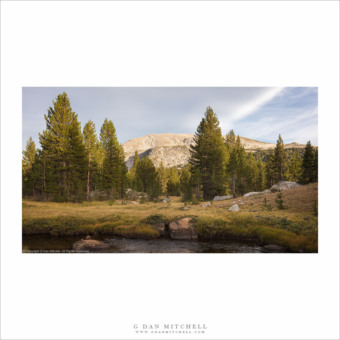 Subalpine Meadow, Evening Light