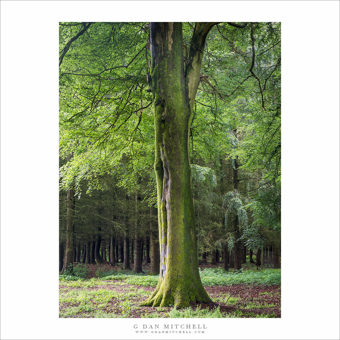 Old Tree and Cotswalds Woods