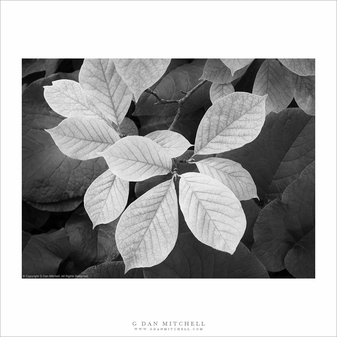 Spring Leaves
