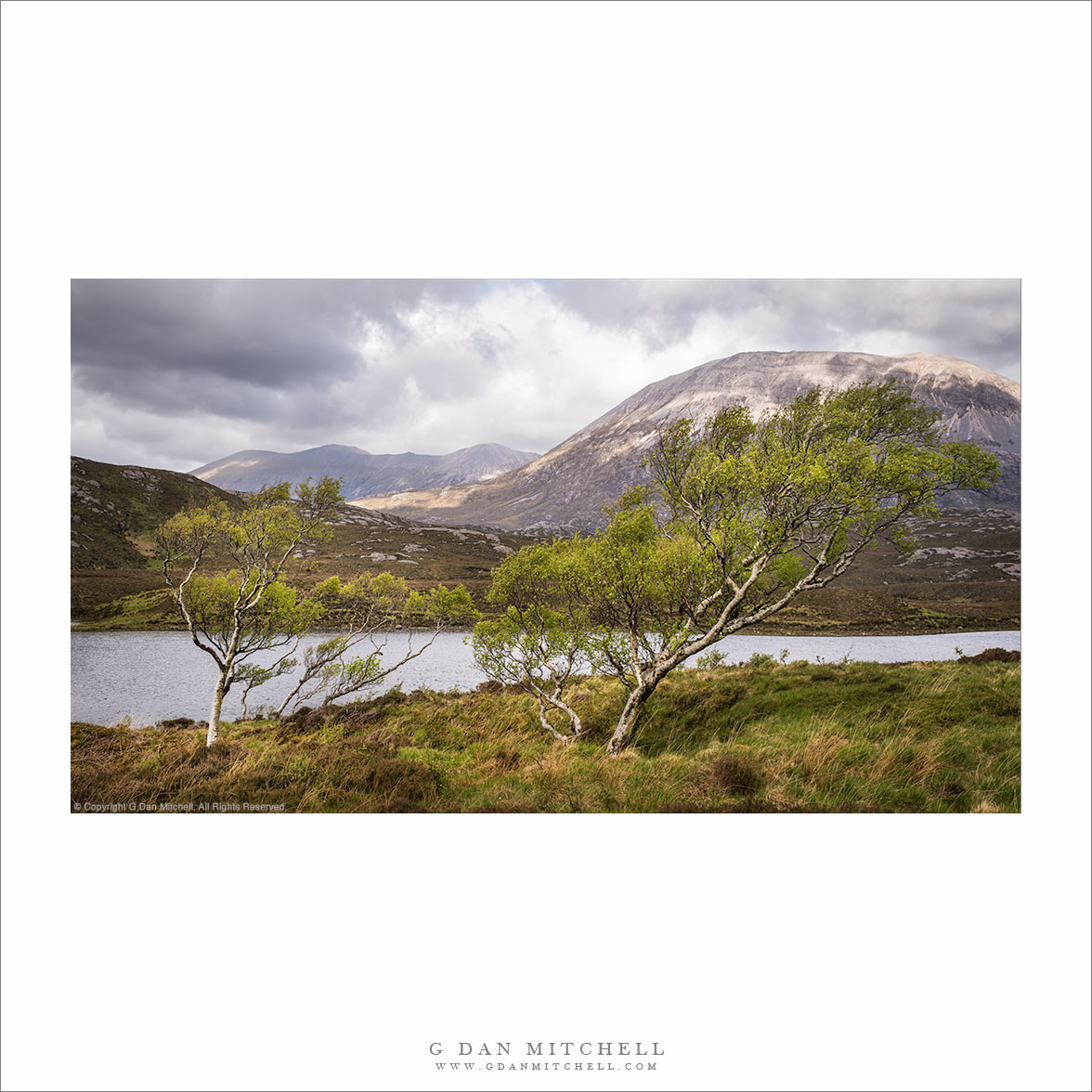 Windblown Trees at Loch Stack