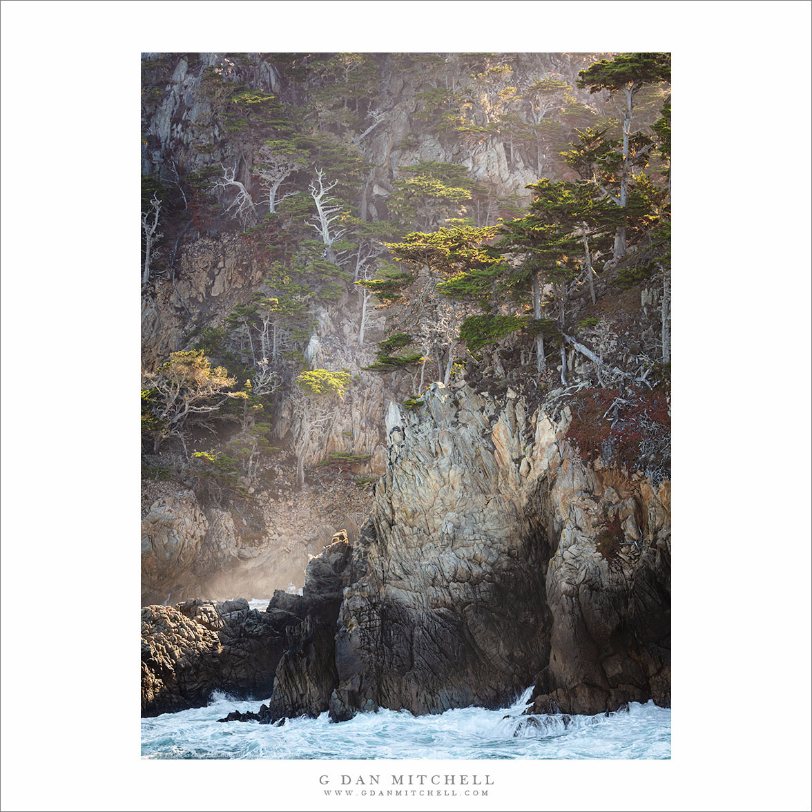 Monterey Cypress Trees, Cliffs and Surf