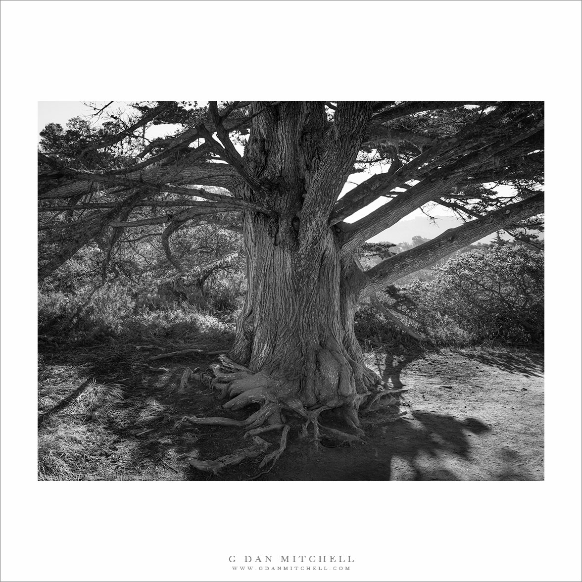Old Cypress